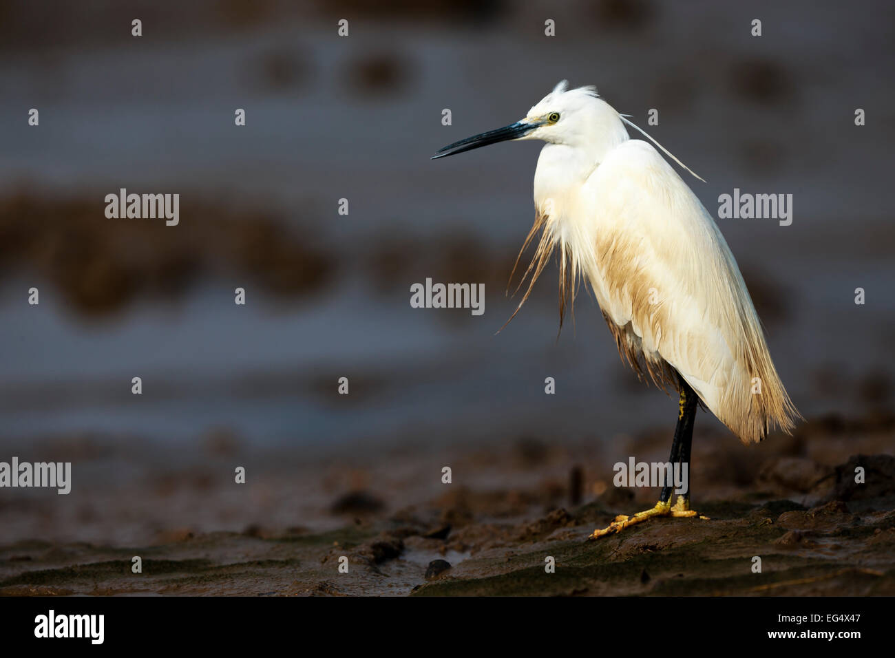 Little egret Egretta garzetta),surveys the  mud flats at low tide, Norfolk England UK Stock Photo