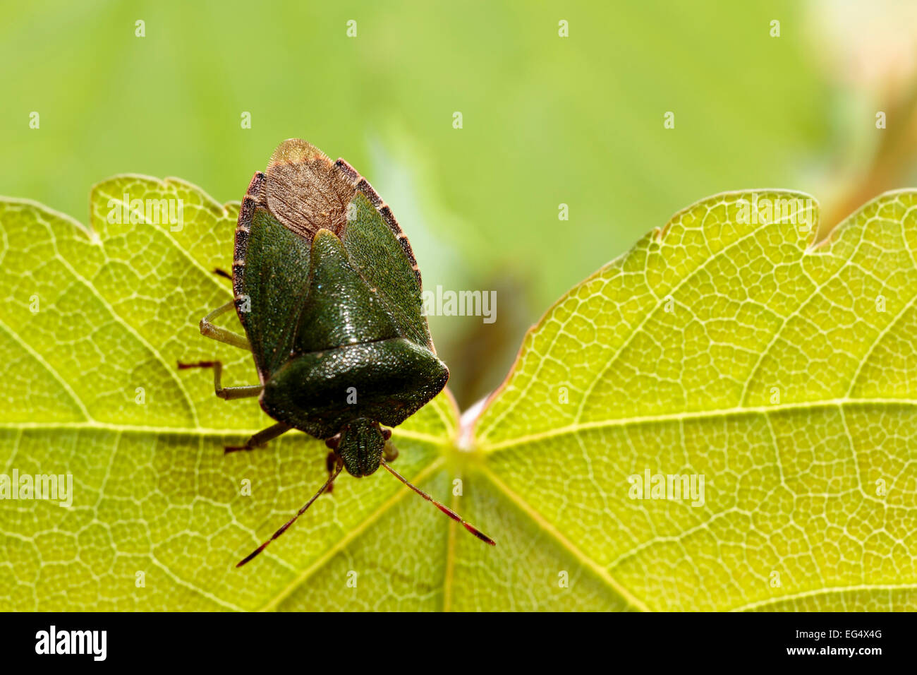 Common green shieldbug (Palomena prasina) Stock Photo