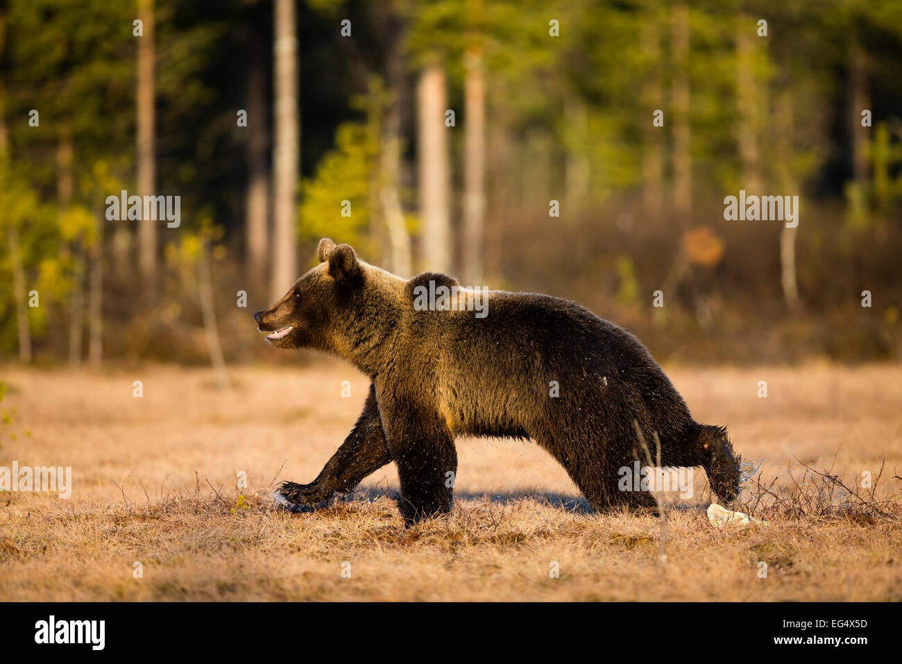 Brown bear (Ursus arctos) running over wet land; Viiksimo Finland Stock Photo