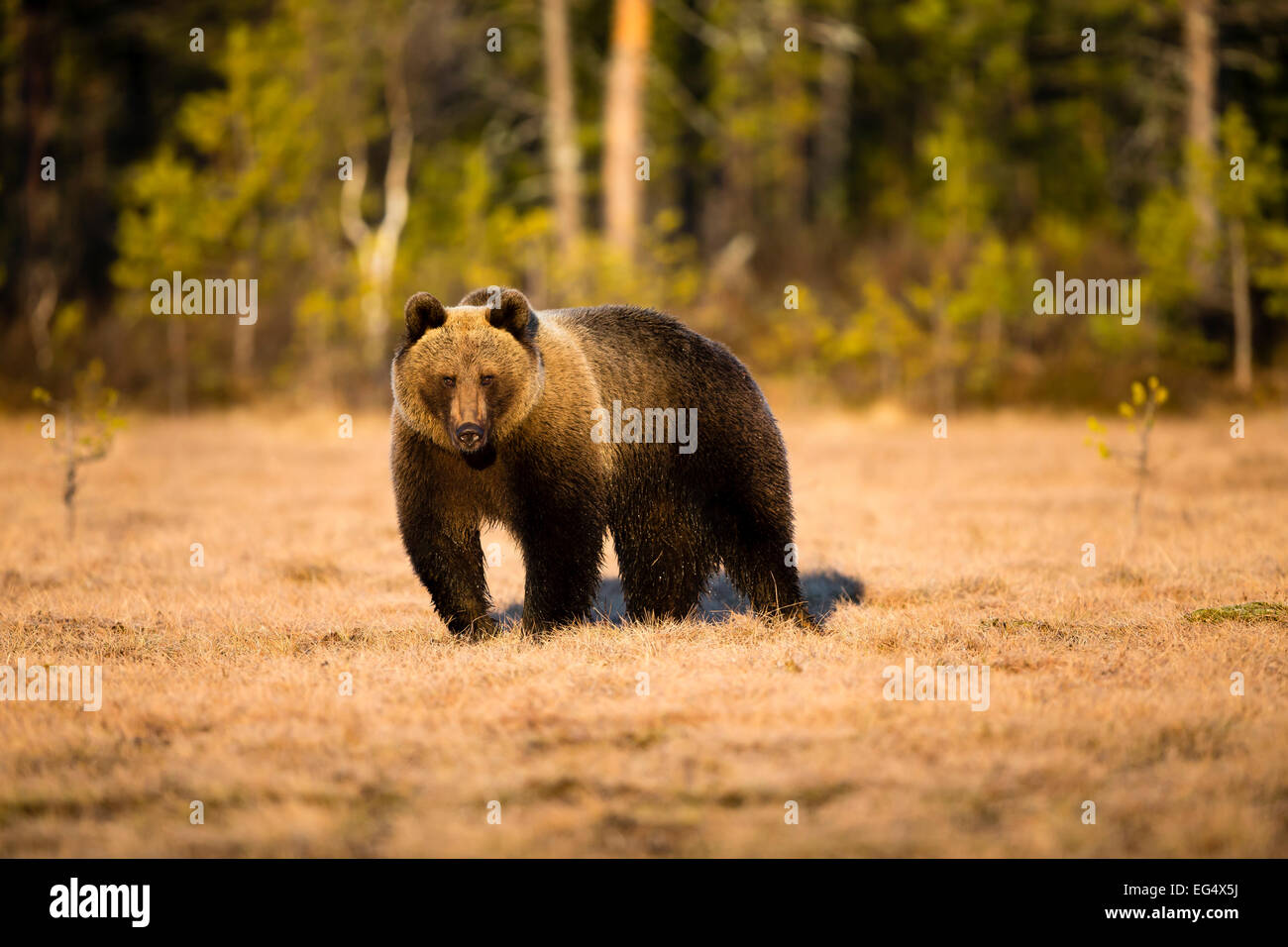 Brown bear (Ursus arctos) running over wet land; Viiksimo Finland Stock Photo