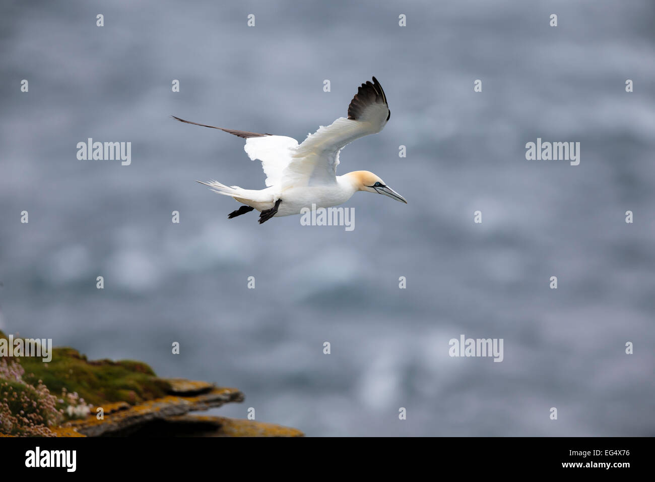 Gannet (Sula bassana) in flight ; Orkney Scotland UK Stock Photo