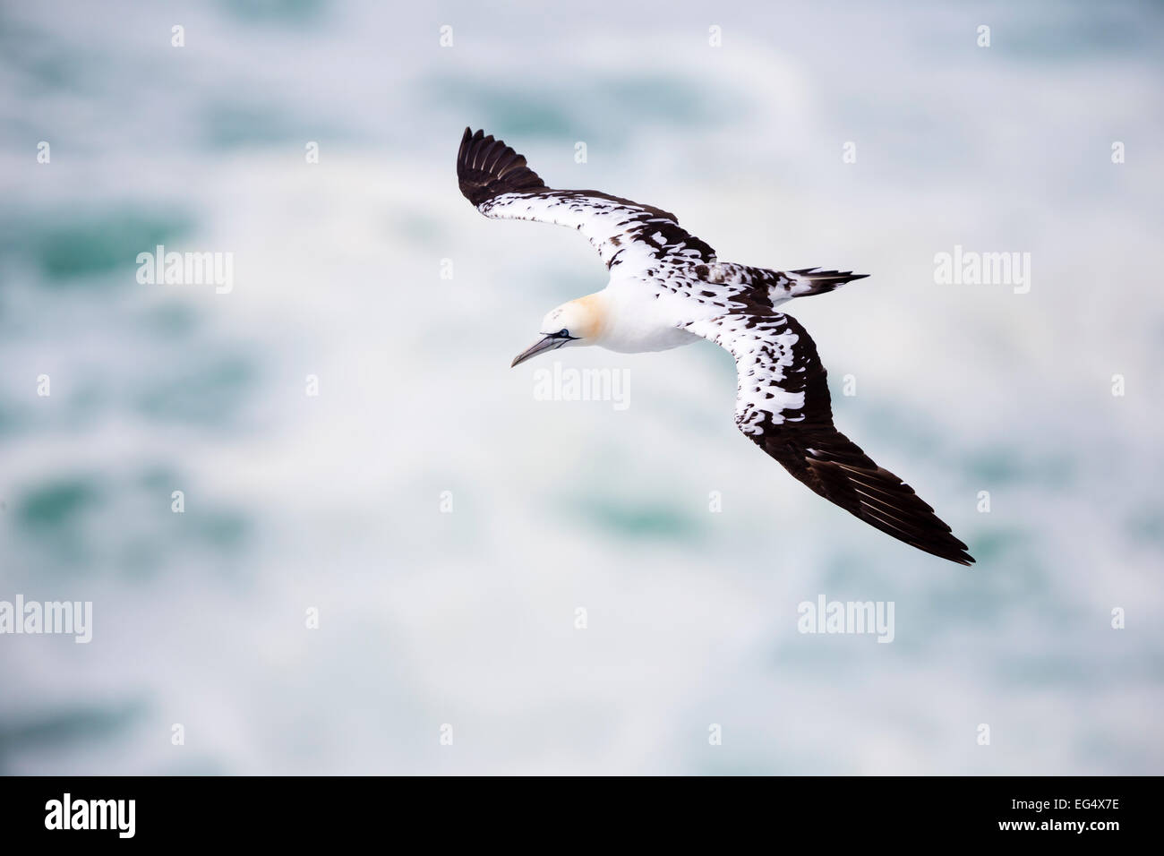Gannet (Sula bassana) in flight ; Orkney Scotland UK Stock Photo