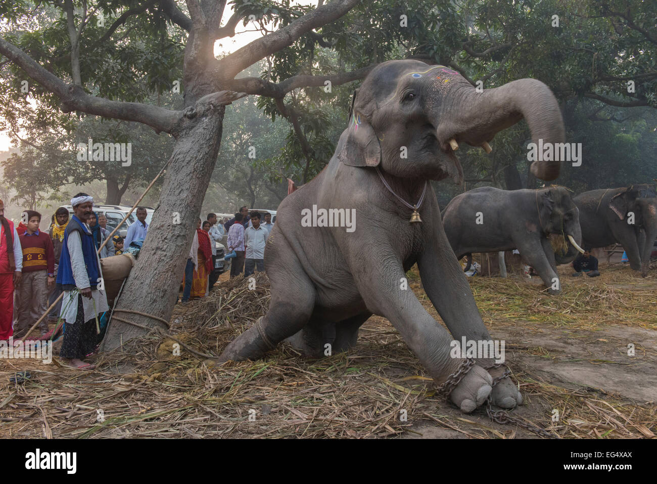 Elephants, Sonepur Mela Stock Photo - Alamy