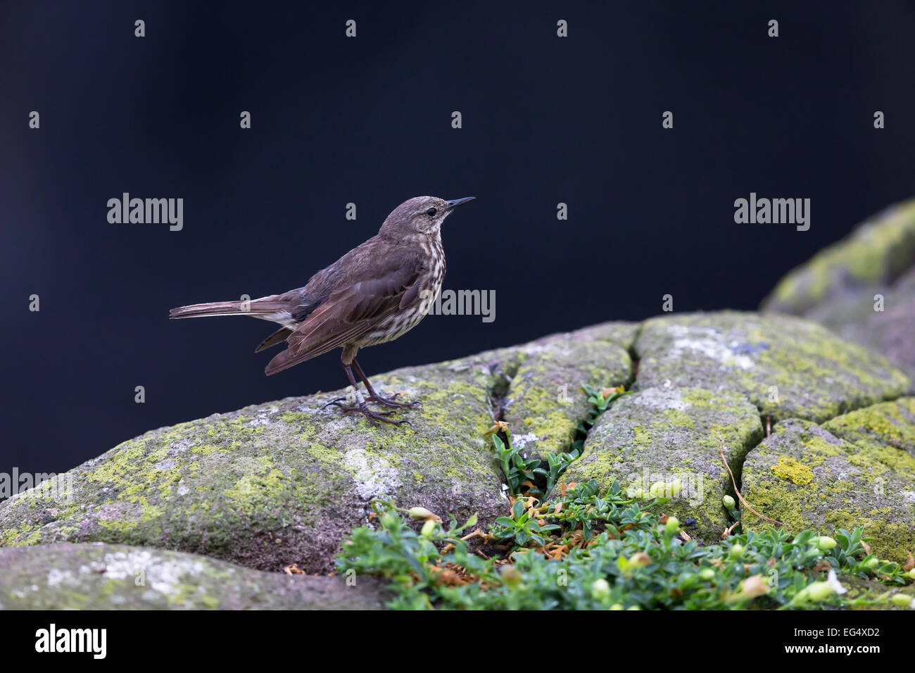 a rock pipit (Anthus spinoletta) perches on a rock Stock Photo