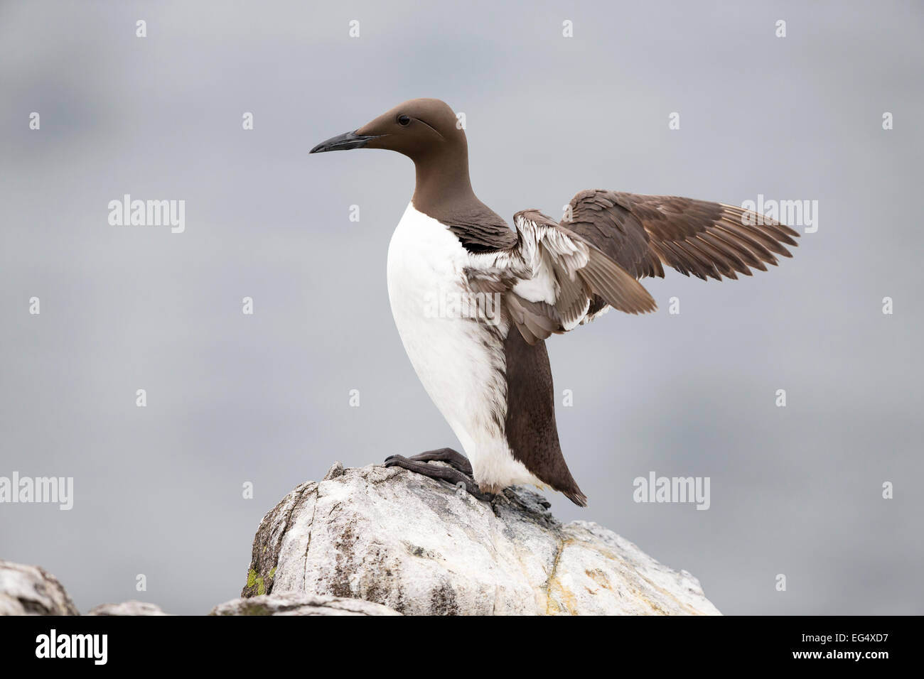 Guillemot (Uria aalge) standing on a cliff edge and flapping its wings; Isle of May, Scotland UK Stock Photo