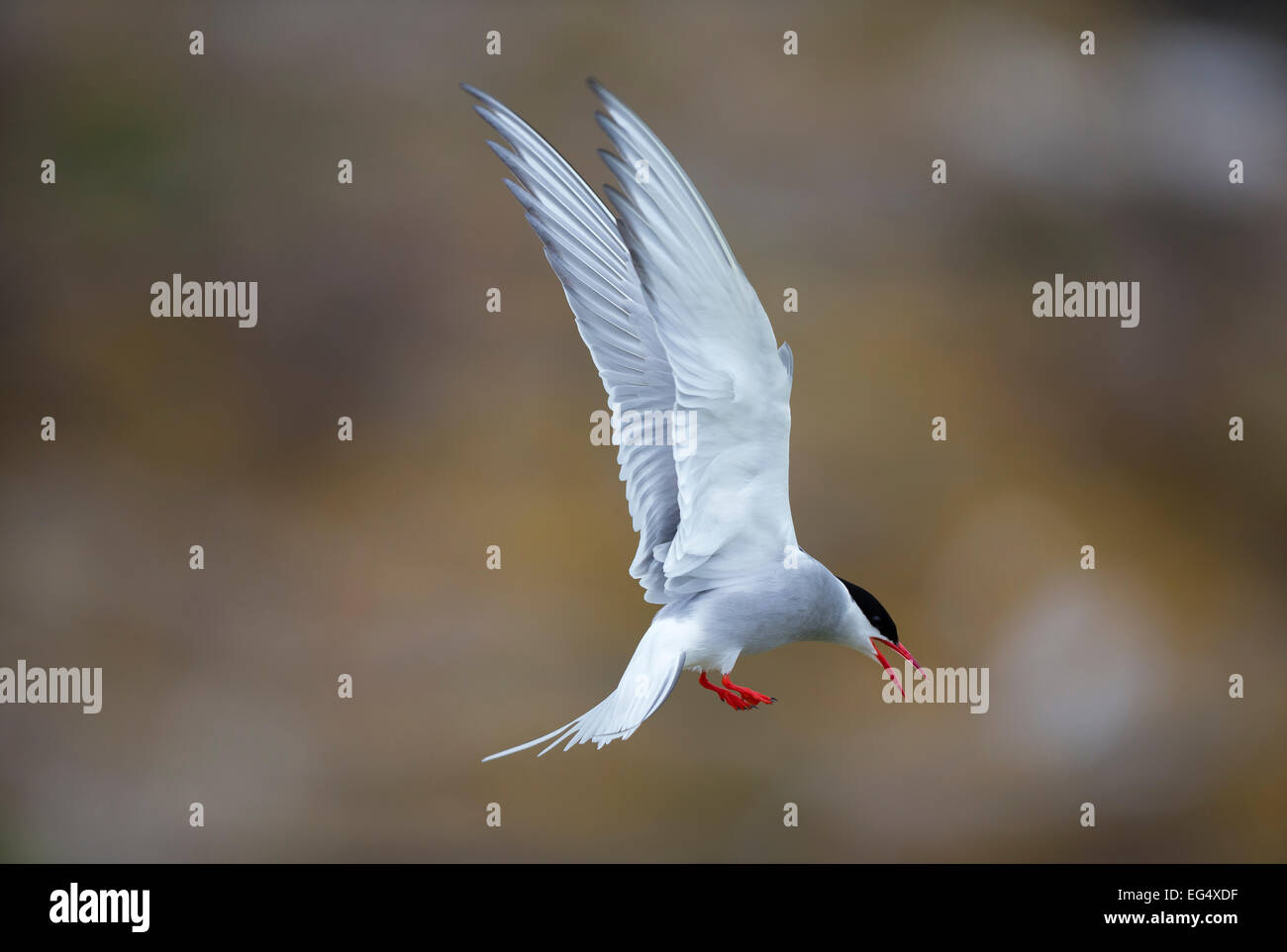 Arctic tern (Sterna paradisaea) showing aggression; Orkney Scotland UK Stock Photo