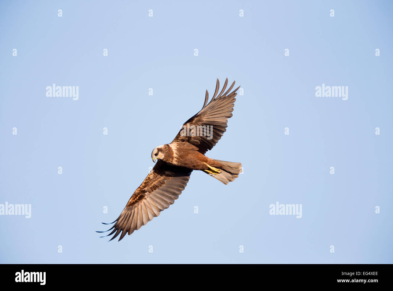 Marsh harrier (Circus aeruginosus) in flight against a clear blue sky; Cambridgeshire England UK Stock Photo