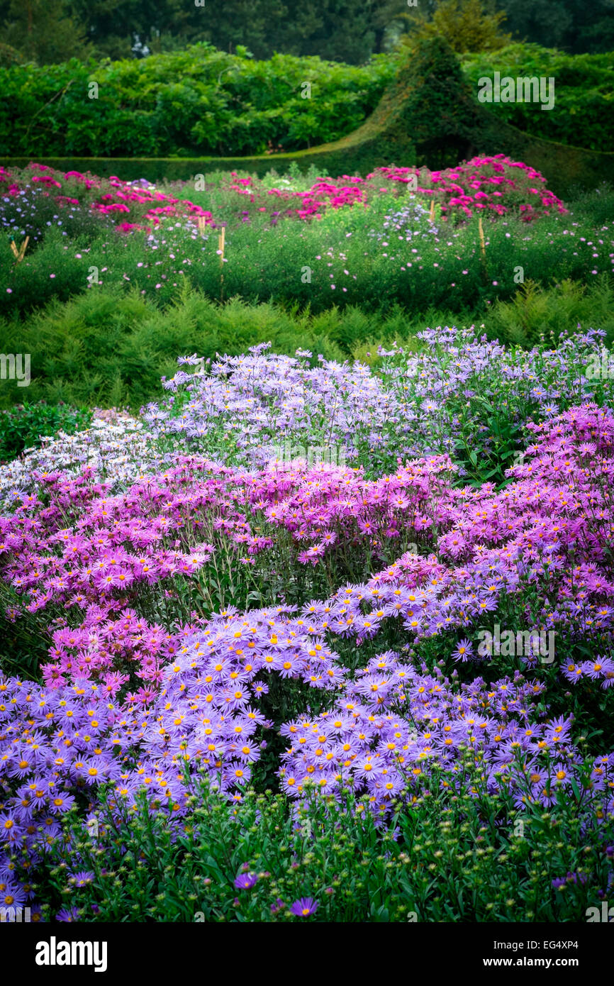 Beds of Asters Stock Photo