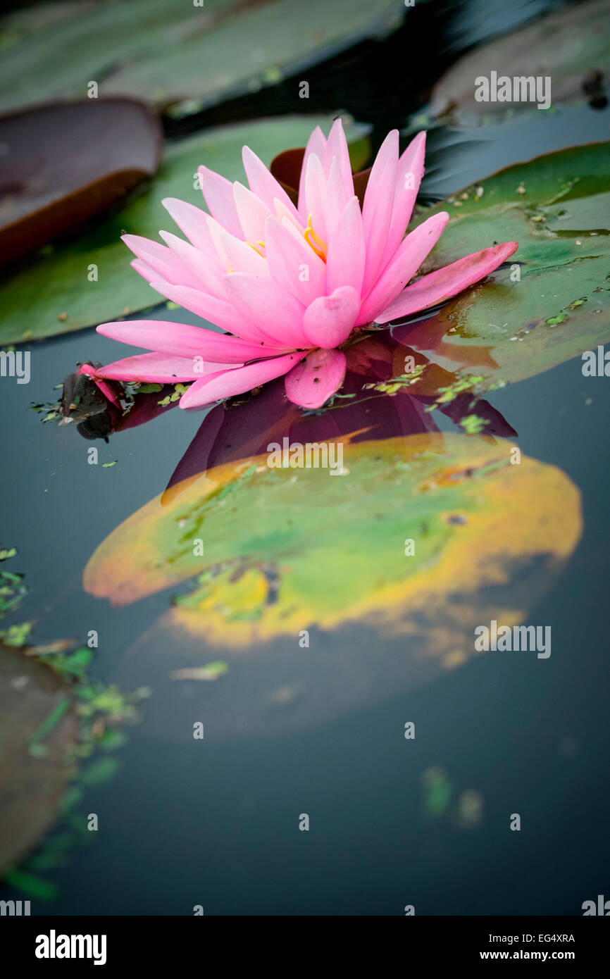 Pink water lily flower floating on pond Stock Photo