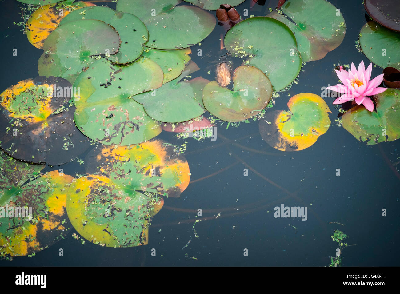 Water lily pads and pink flower floating on pond Stock Photo