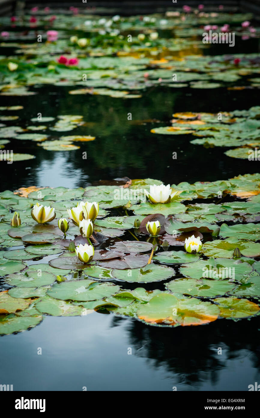 Water lily pads and flowers floating on pond Stock Photo