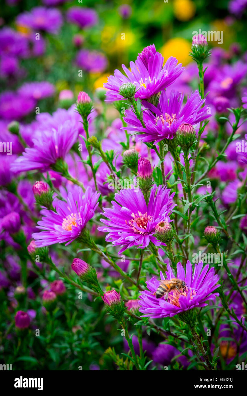 Bee on purple Michaelmas Daisy flower Stock Photo