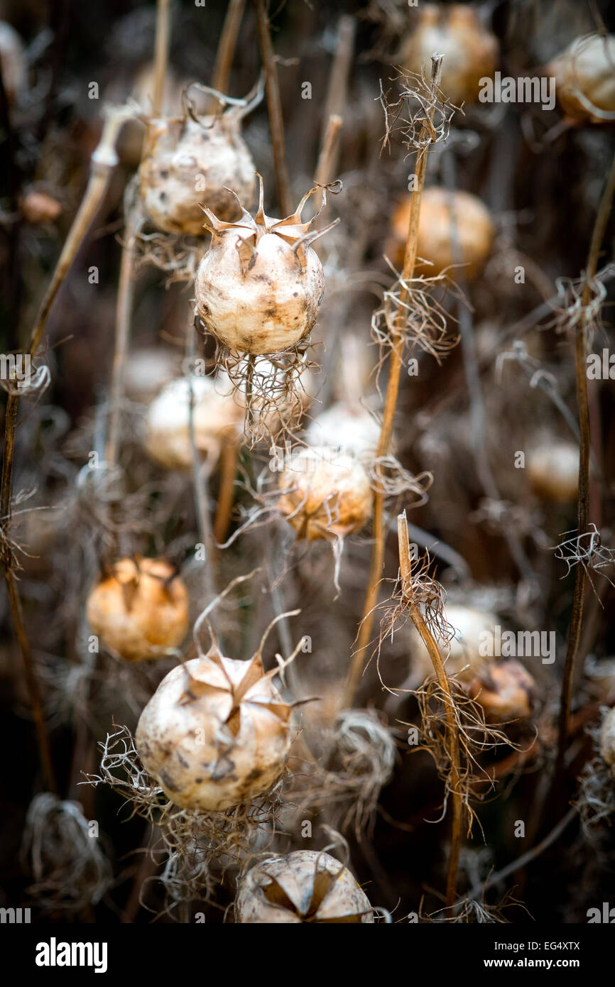 Close up of dried seed pods on Nigella Hispanica plants Stock Photo
