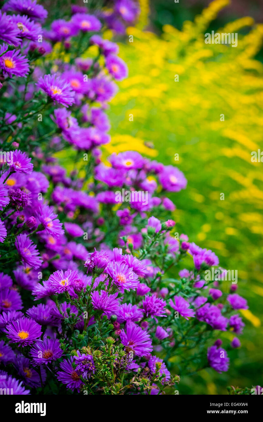 Purple michaelmas daisies (Aster amellus) in herbaceous garden border Stock Photo
