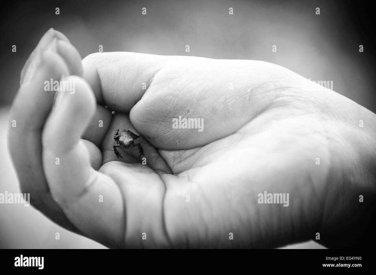 hands, animal, nature, black and white, toad, frog, small animal, tadpole, environment, live, life, jumps, catch Stock Photo