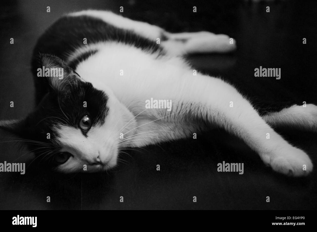 cat, animal, nature, black and white, eyes, nose. lying, feline, quiet, pose, mascot, domestic animal, friend, companion Stock Photo