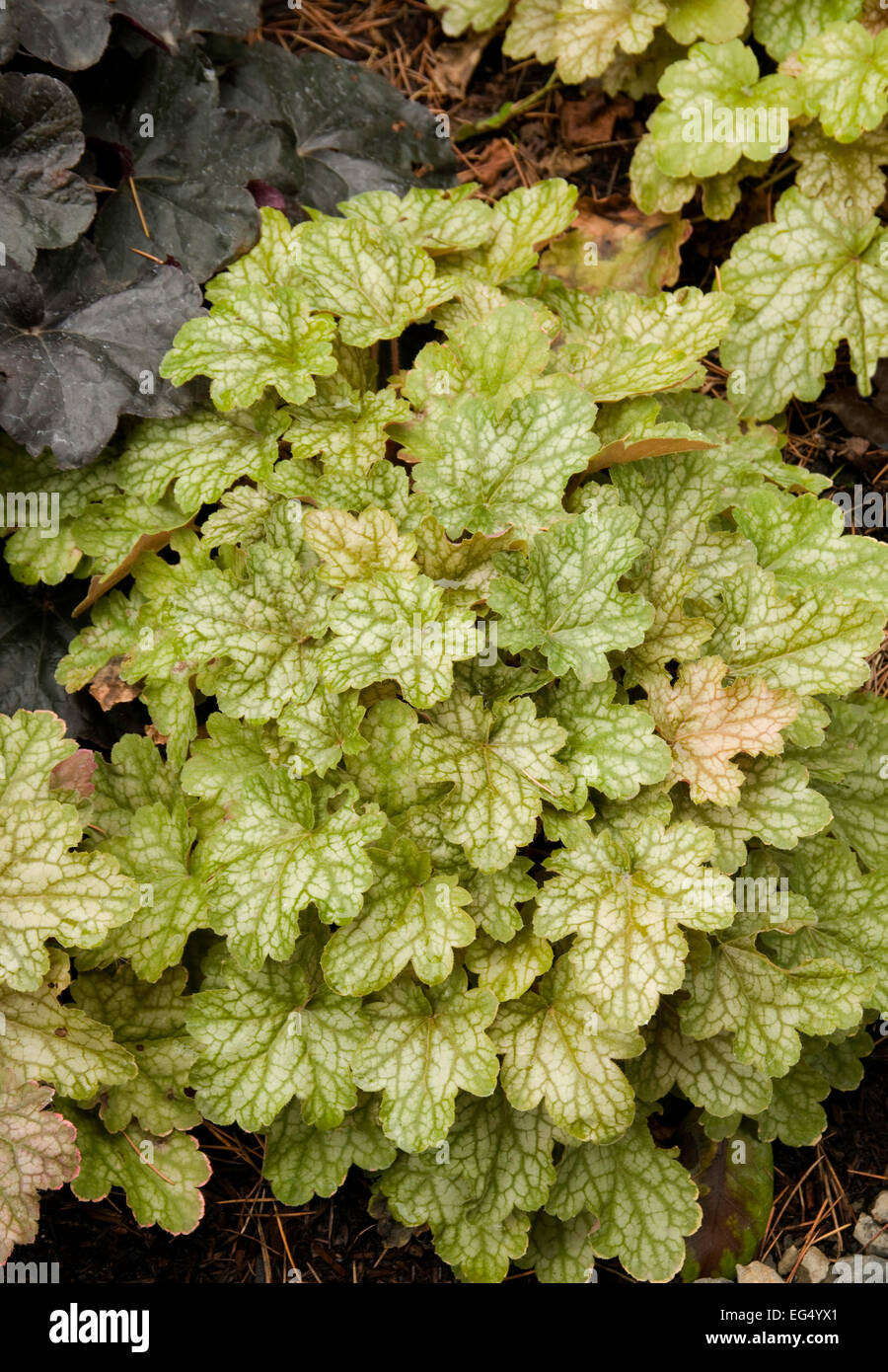 Heuchera 'Ginger Ale' Stock Photo
