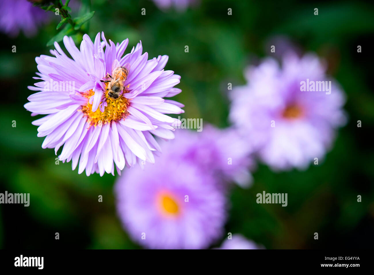 Close up of bee on purple Michaelmas Daisy flower Stock Photo