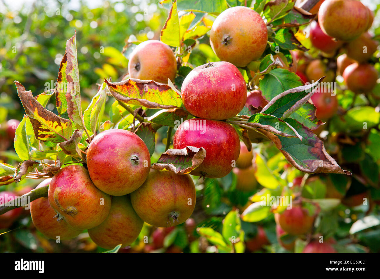 Apple orchard tree branch laden ripe red heritage apples Stock Photo