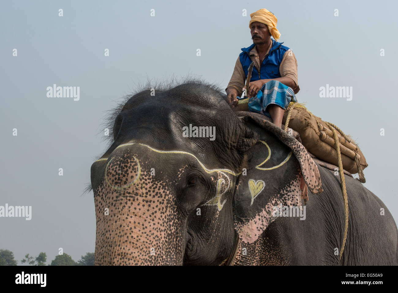 Mahout At Elephants' Parade, Sonepur Mela Stock Photo