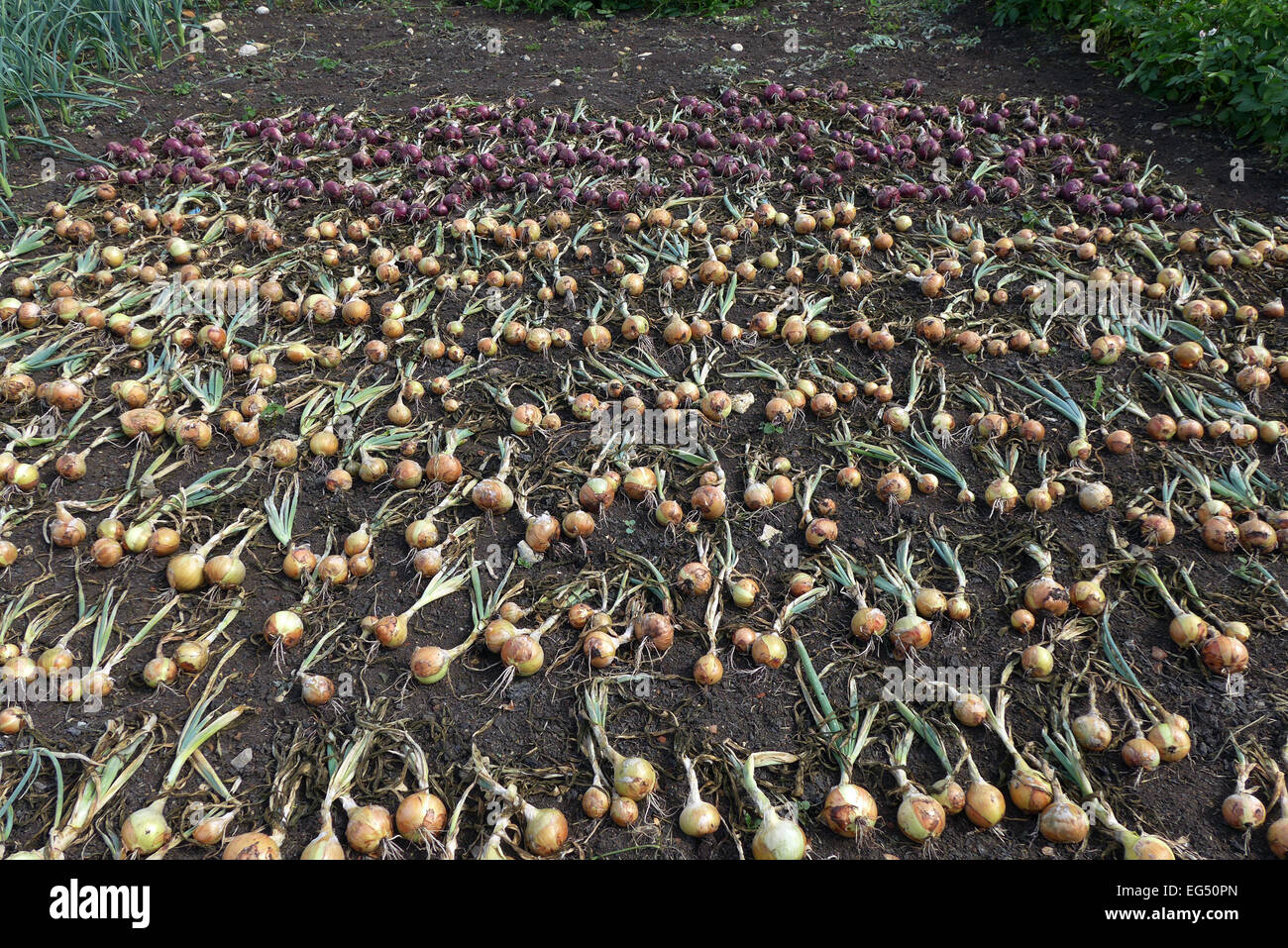 English Garden Onions High Resolution Stock Photography and Images - Alamy