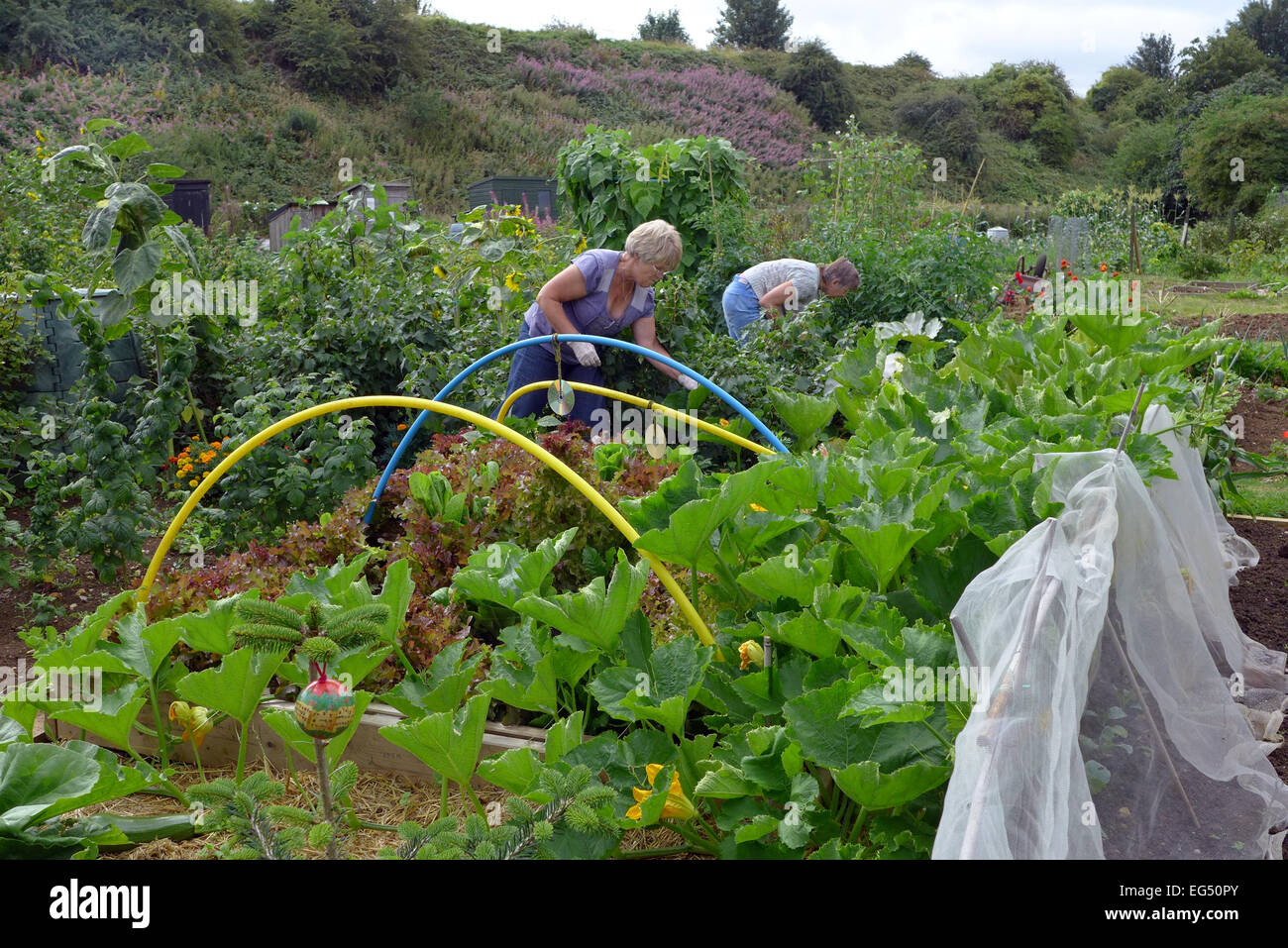 Gardeners working in their allotments in Chippenham Wiltshire next to a railway embankment. Stock Photo