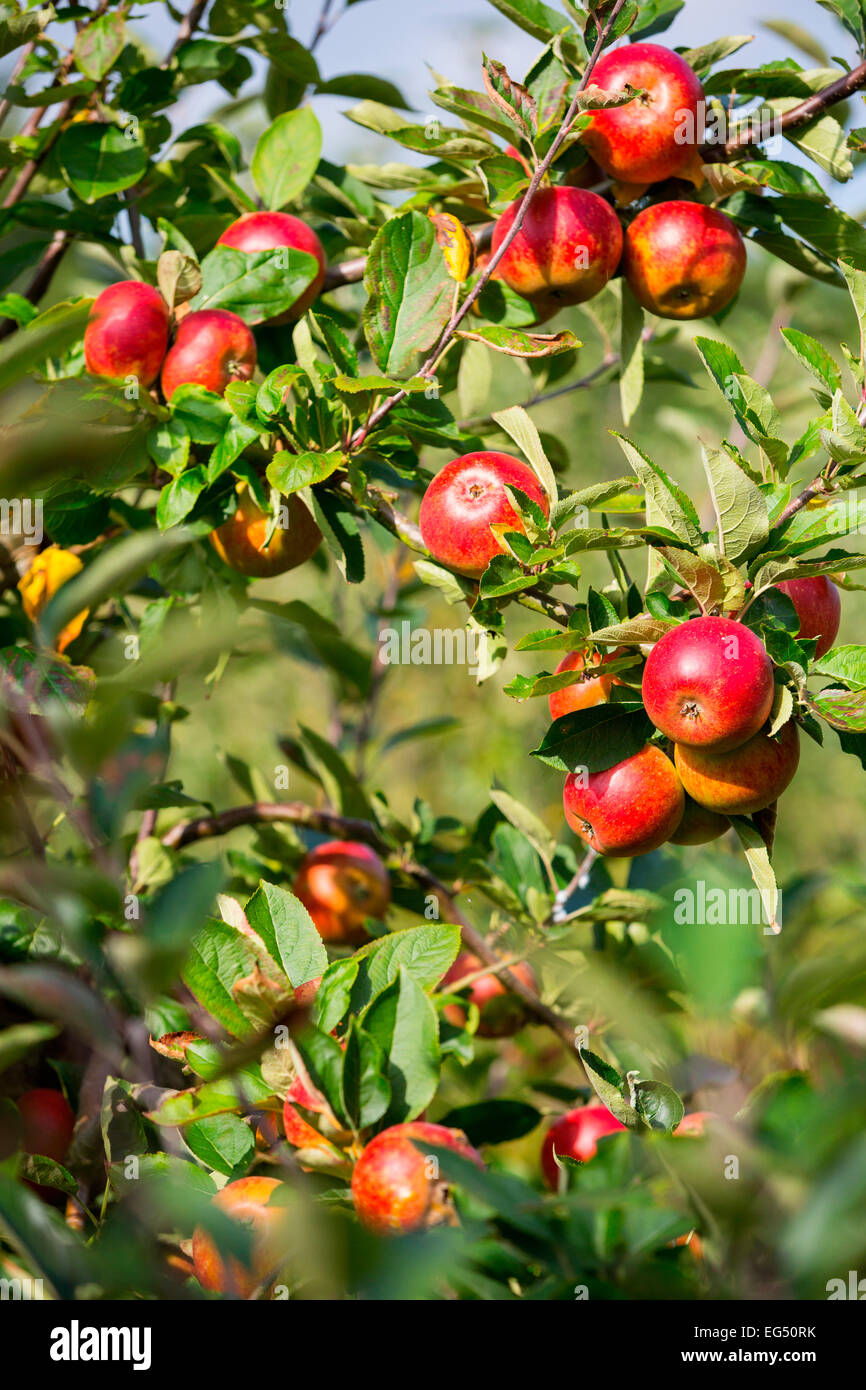Apple orchard tree branch laden ripe red heritage apples Stock Photo
