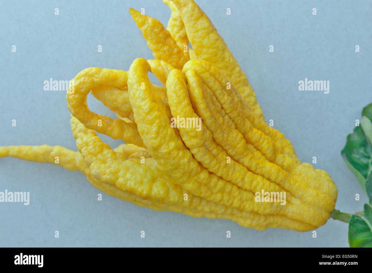 Buddha's Hand, edible fruit ' Citrus medica'. Stock Photo