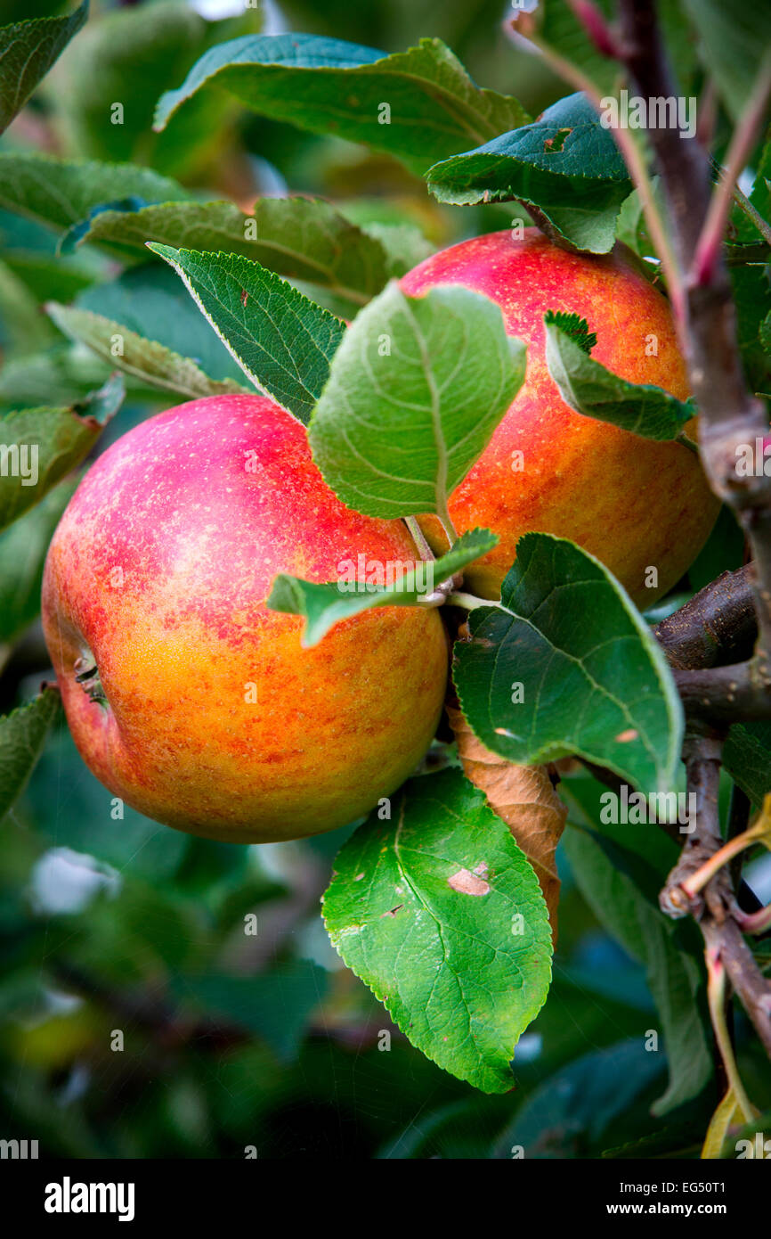 Ripe red heritage apples on apple orchard tree branch Stock Photo Alamy