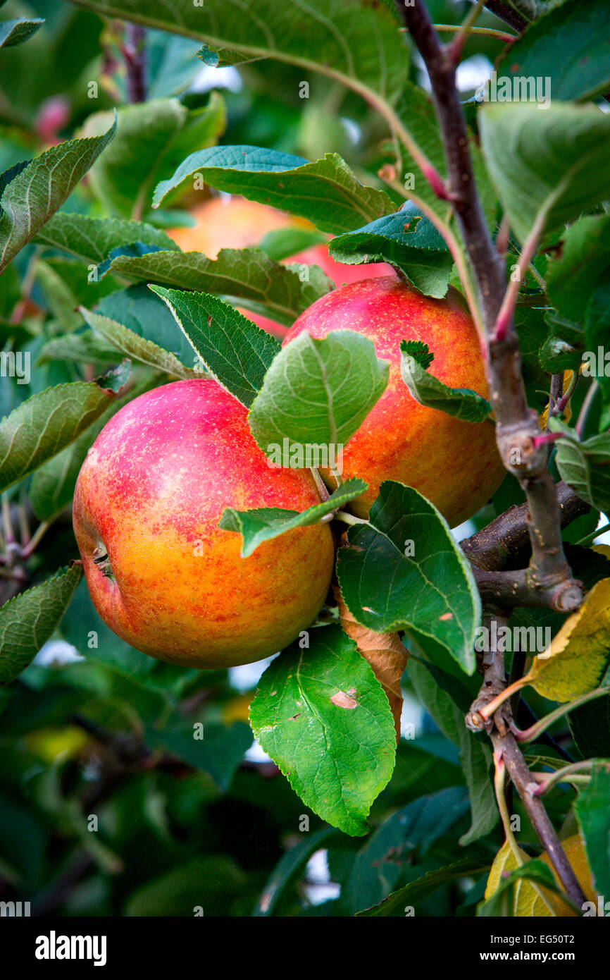 Ripe red heritage apples on apple orchard tree branch Stock Photo Alamy
