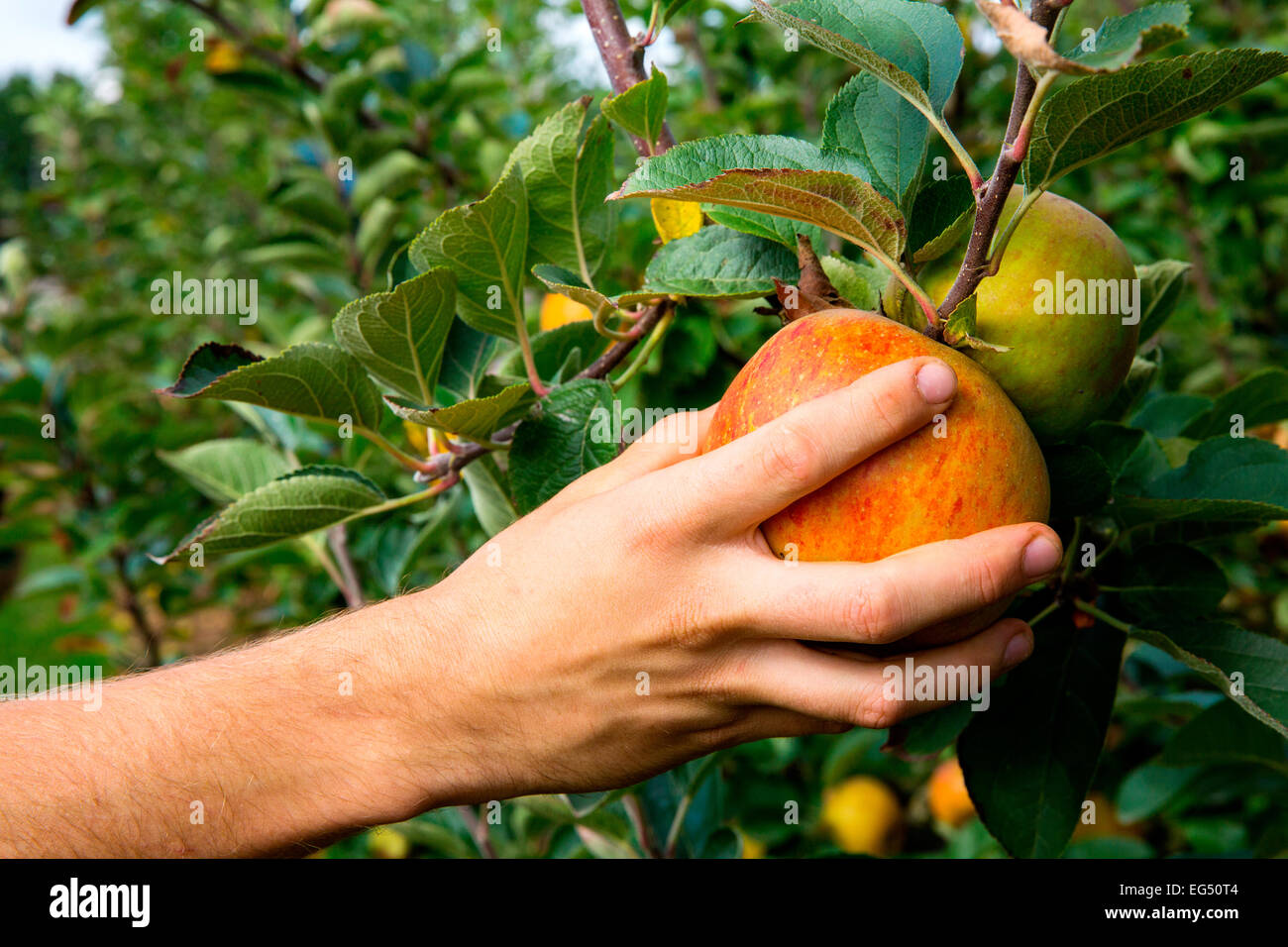 Close up of fruit picker's hand picking heritage apples from apple