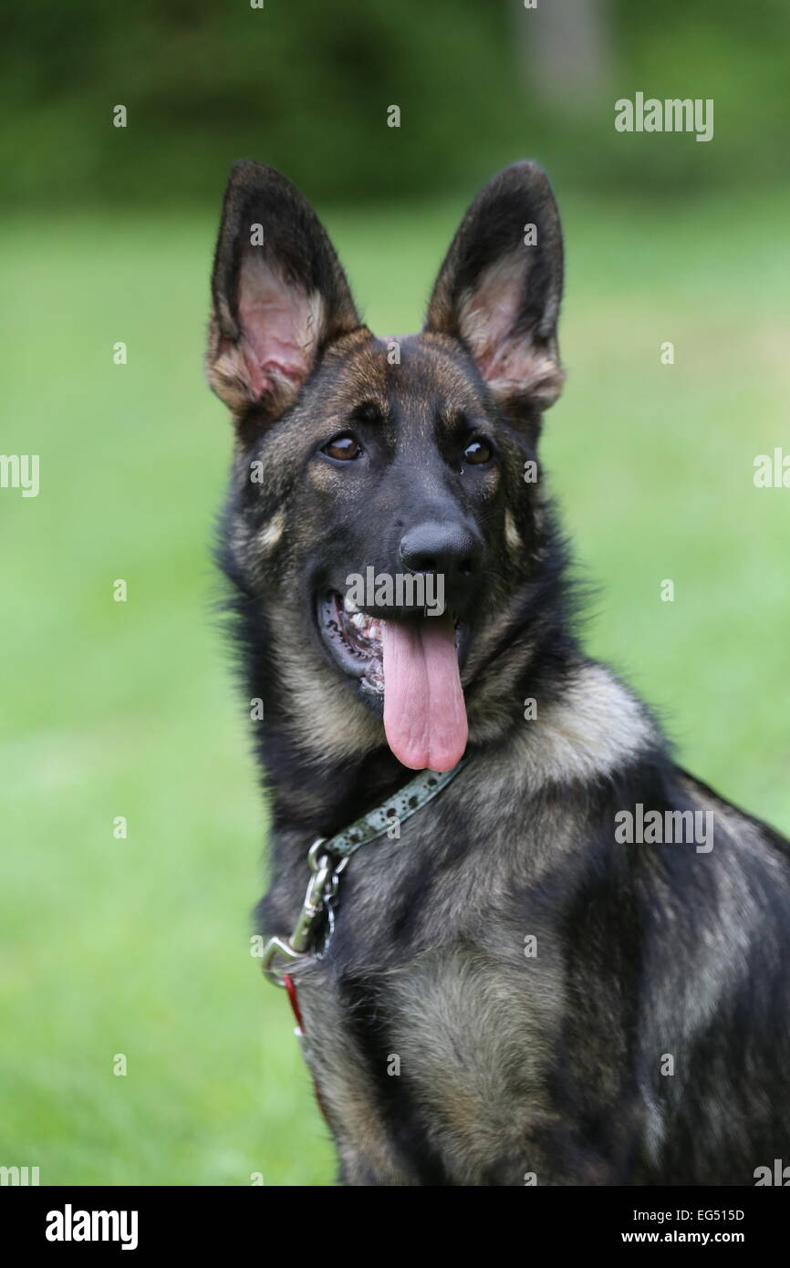 Female Alsation/German Shepherd Dog Sitting. Tess is a black sable ...