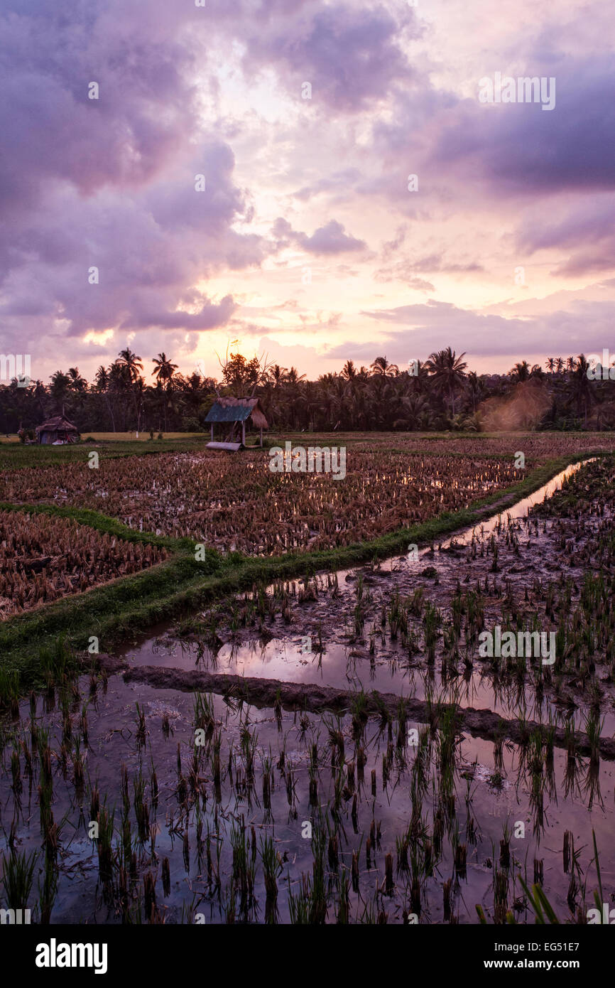 Rice fields in Bali, Indonesia Stock Photo - Alamy