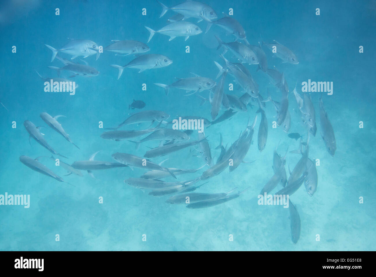 Shoal of fish in the ocean Stock Photo