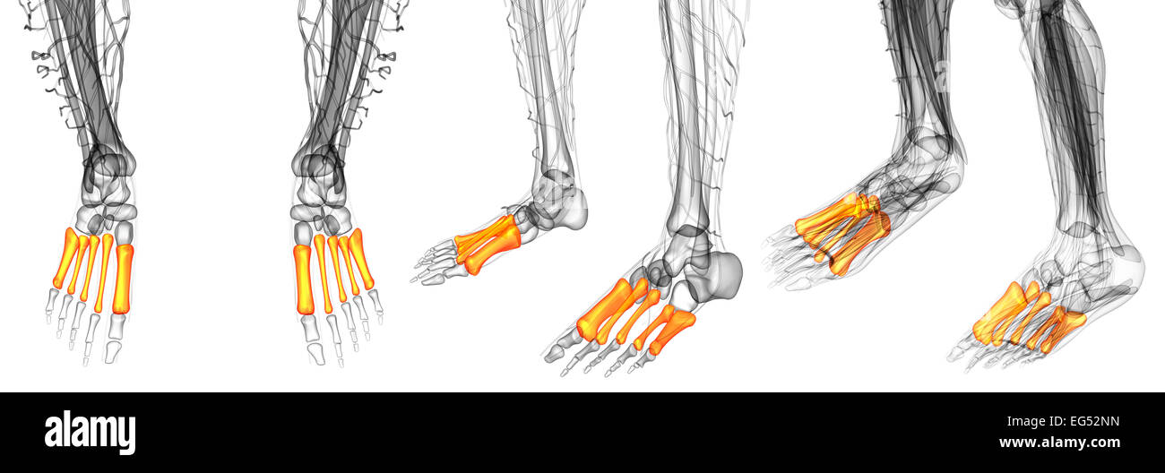 3d render medical illustration of the metatarsal bones Stock Photo