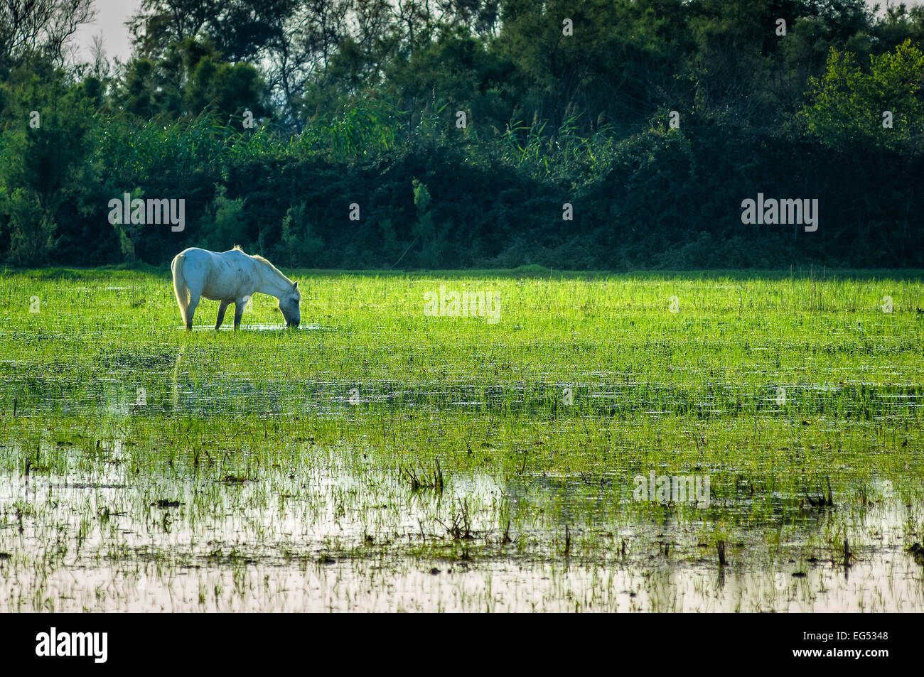 Un résumé tiré de la tête d'un cheval pris de derrière le dos du cheval  Photo Stock - Alamy