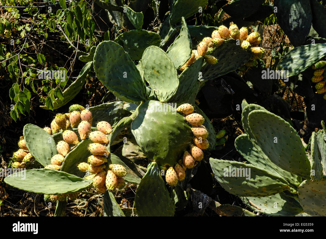 Cactus raquette hi-res stock photography and images - Alamy