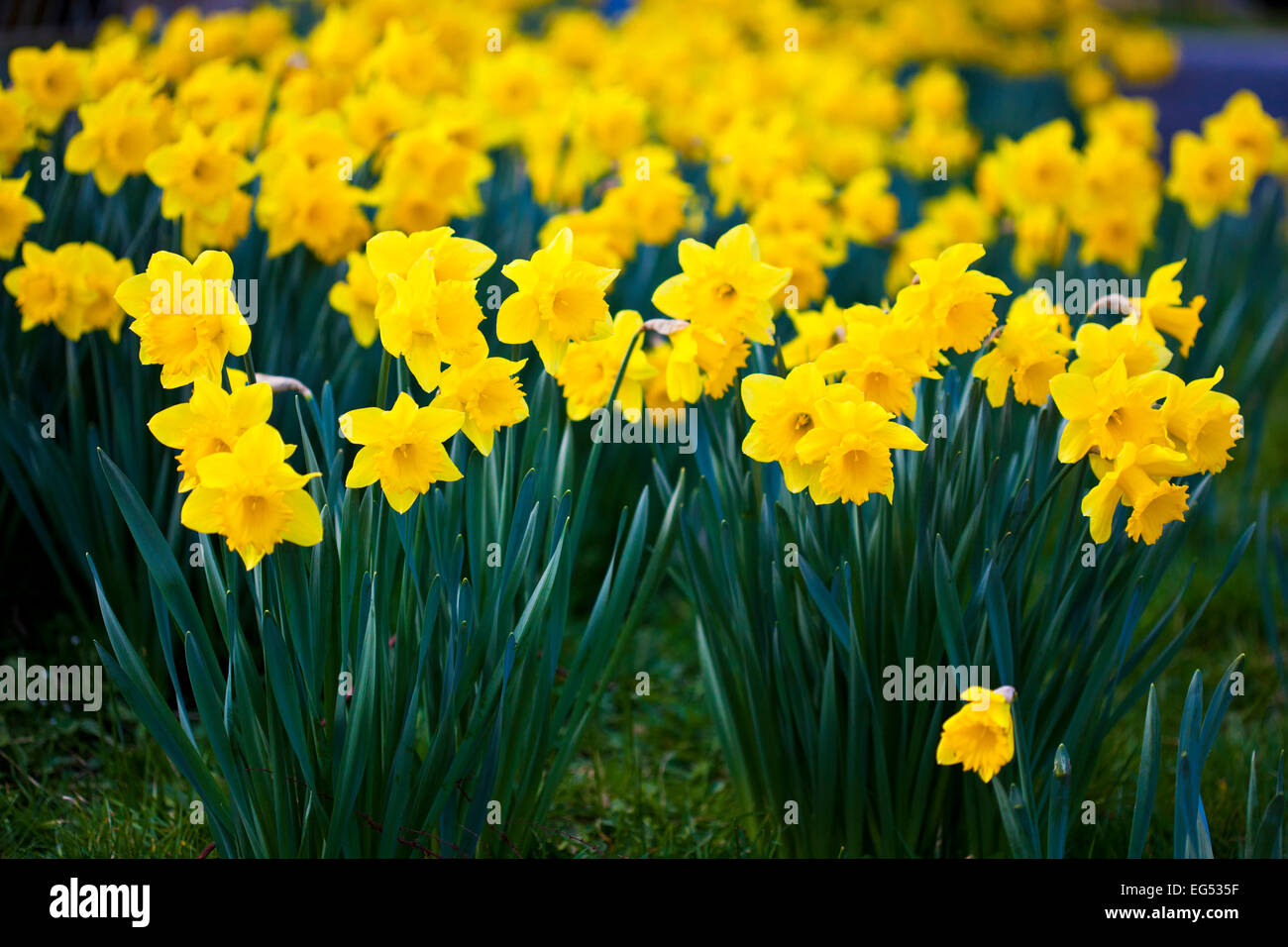 What Is The National Flower Of Wales