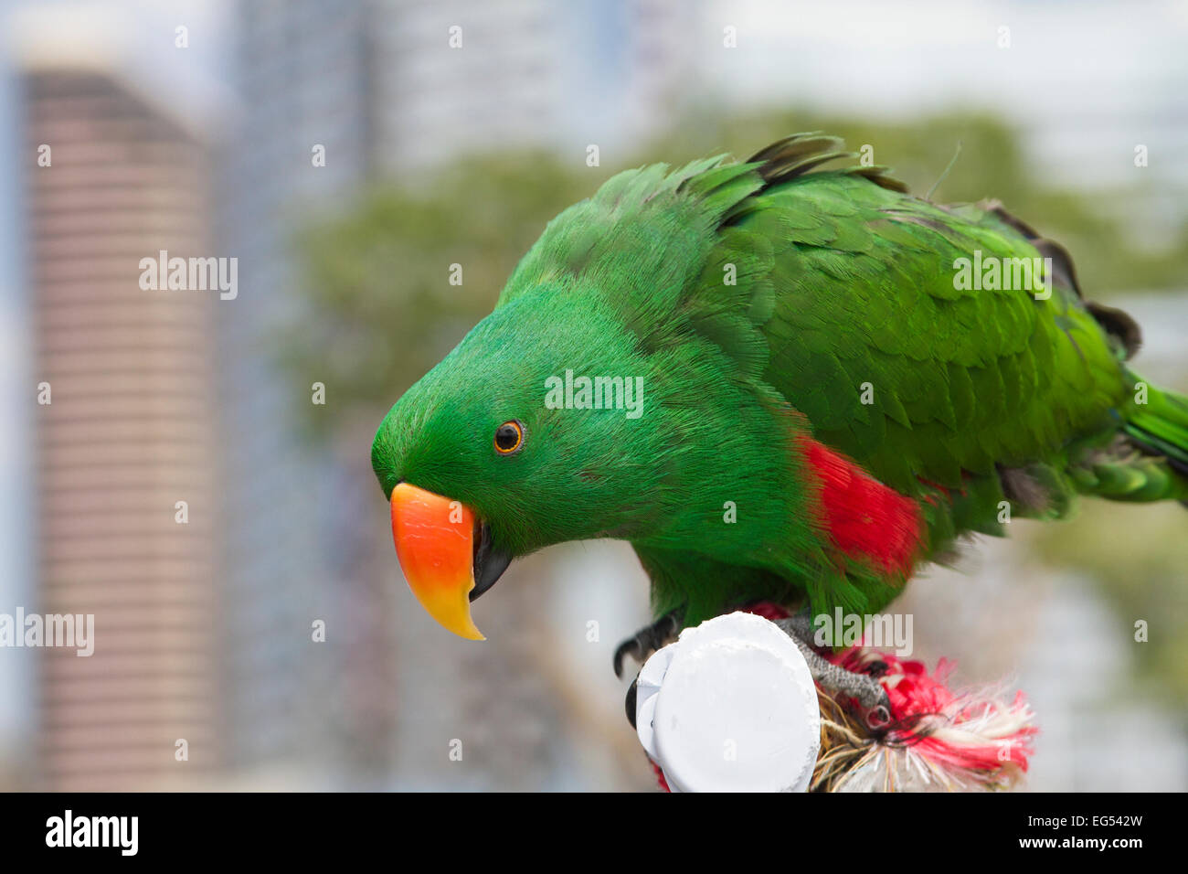 Parrot perched parrot green wings sequin