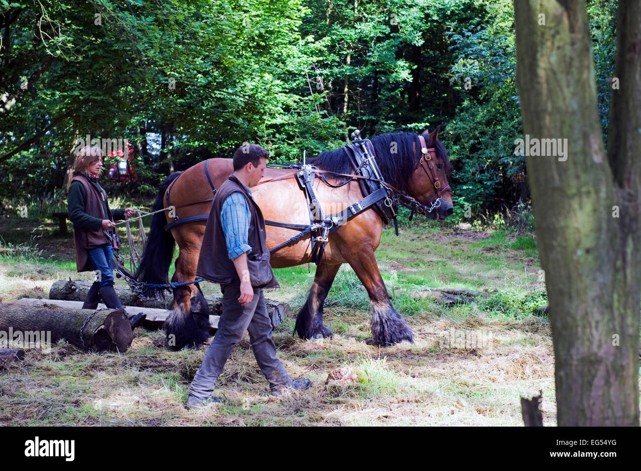 Horse harness uk hi-res stock photography and images - Alamy