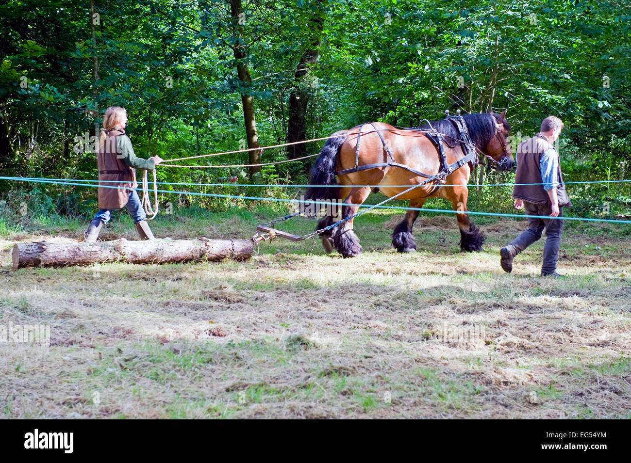 Horse Logging Stock Photos & Horse Logging Stock Images Alamy