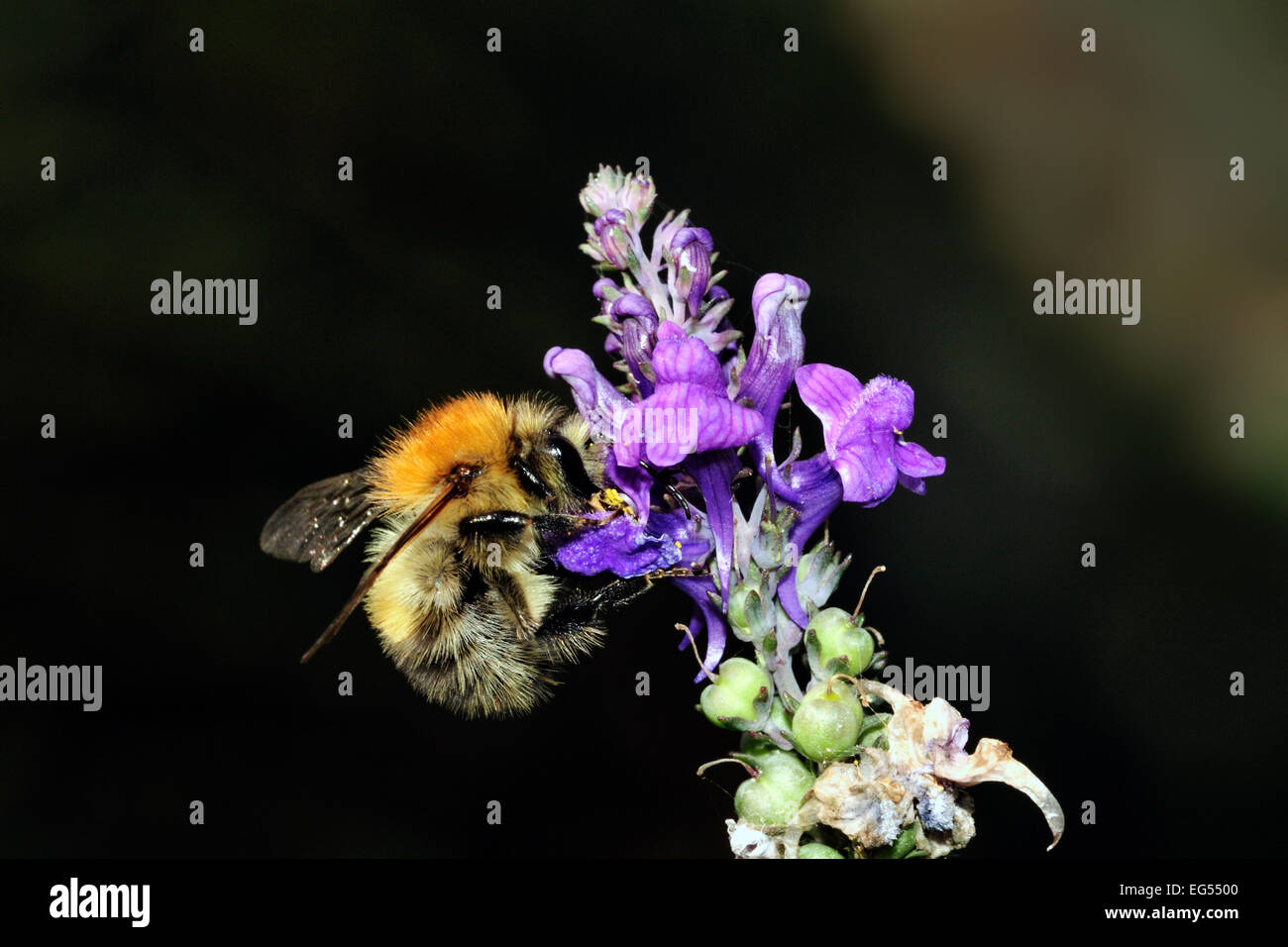 common carder bumble bee bombus pascuorum pollinating flower Stock Photo