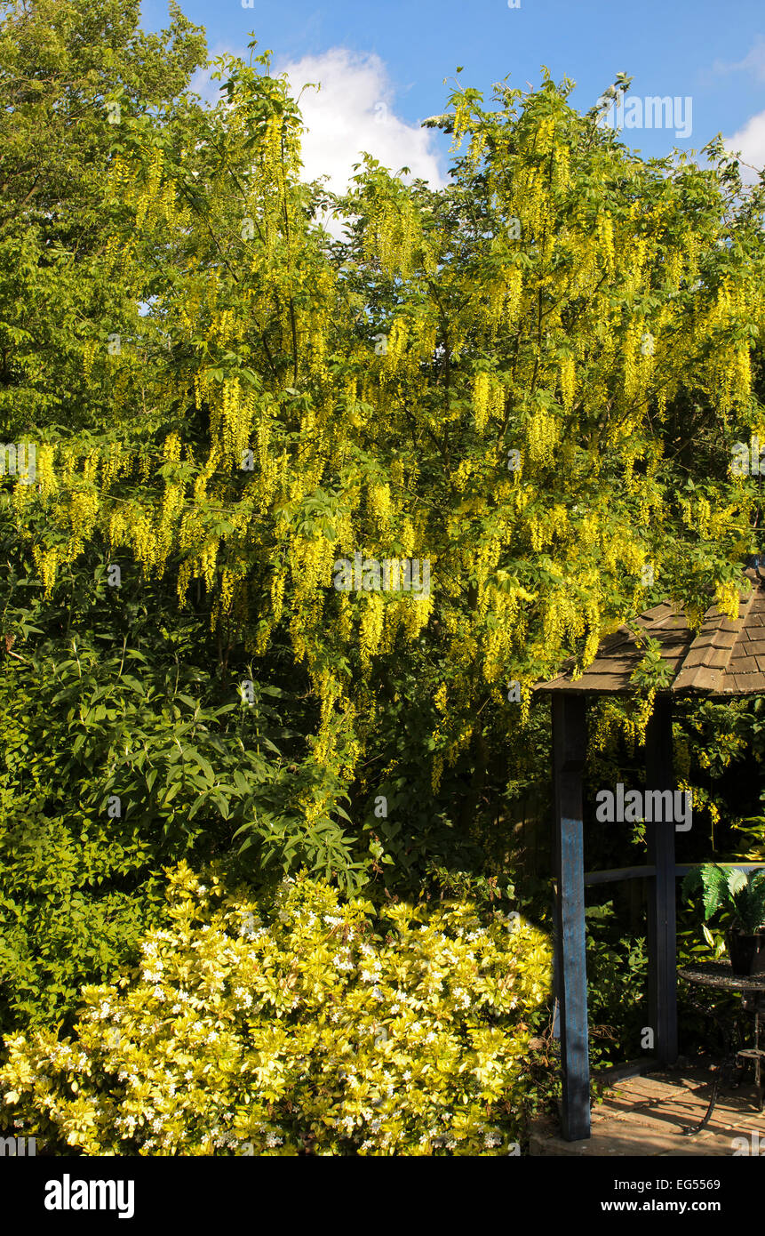 Common laburnum Laburnum anagyroides in full flower Stock Photo Alamy