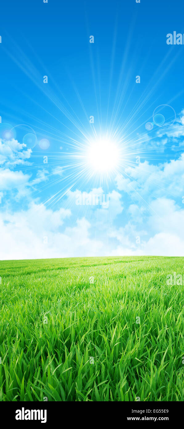 Fresh field of green grass growing slowly under the rising sun Stock Photo