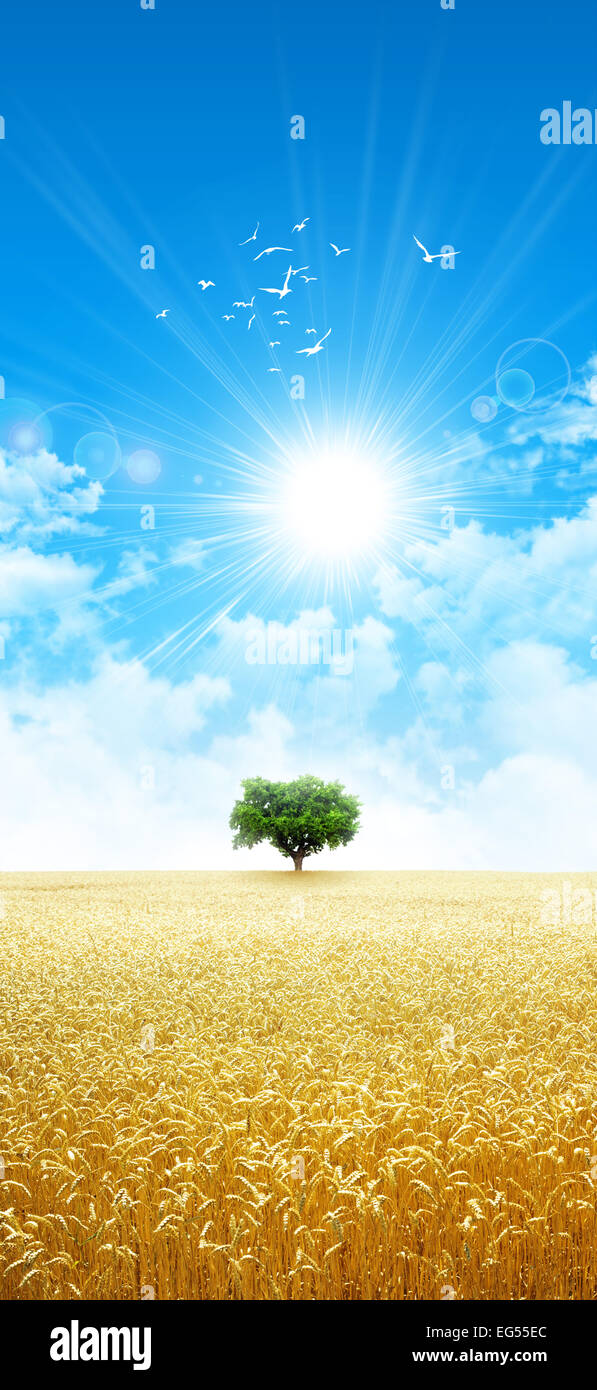 Free picture: farmland, farmhouse, golden glow, wheatfield, summer season,  countryside, wheat, field, rural, barn, image size:597x1390