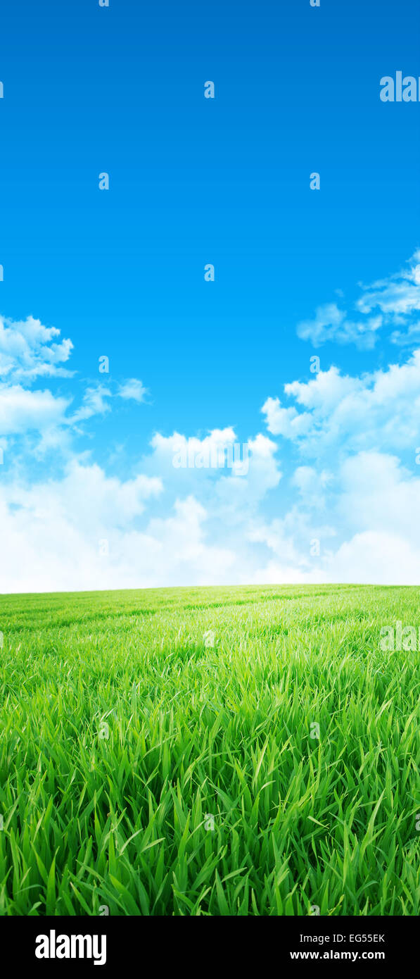 Fresh field of green grass growing slowly under the rising sun Stock Photo