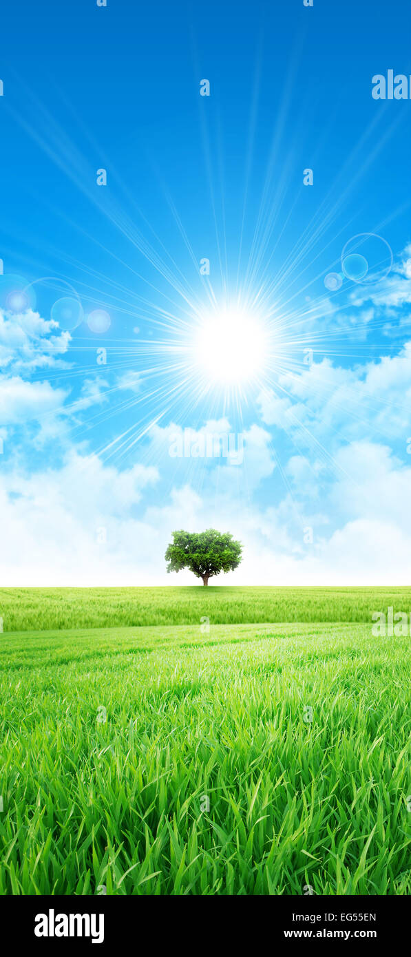 Fresh field of green grass growing slowly under the rising sun Stock Photo