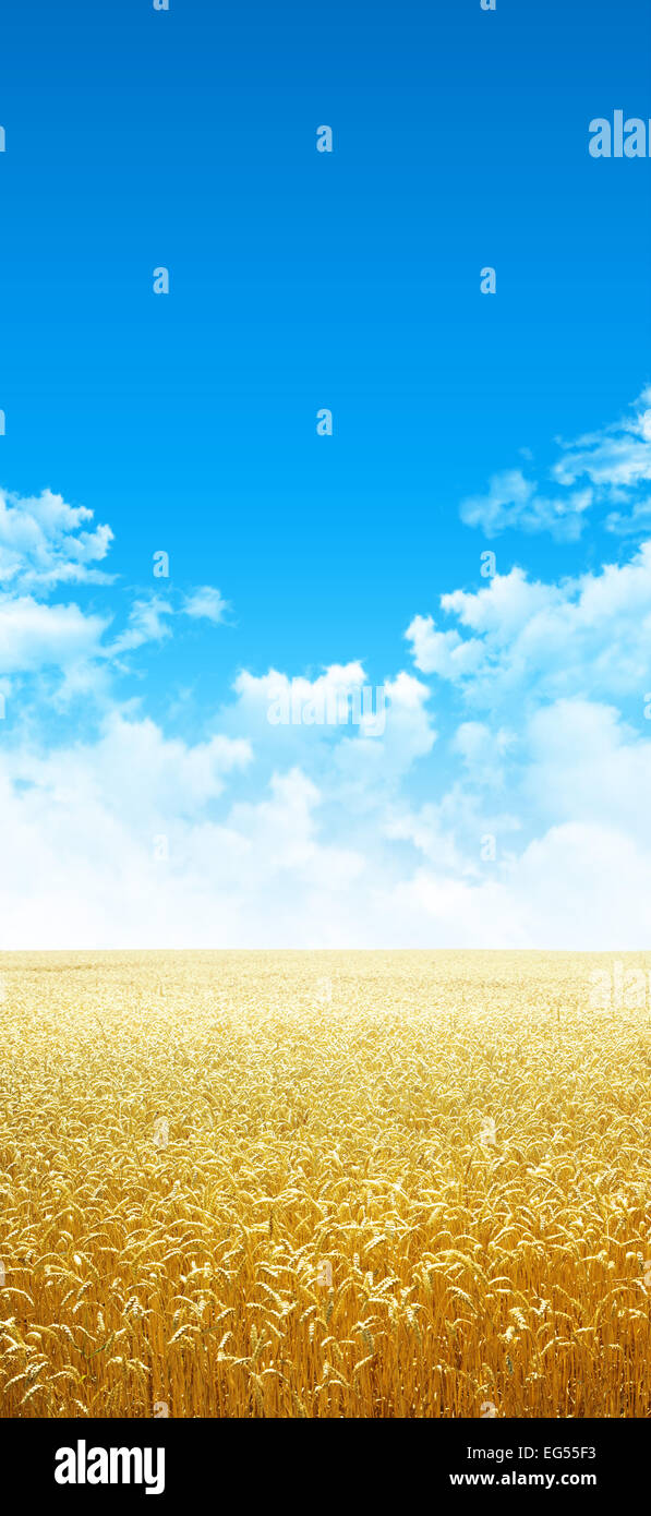 Fresh field of golden wheat growing slowly under the blue sky Stock Photo
