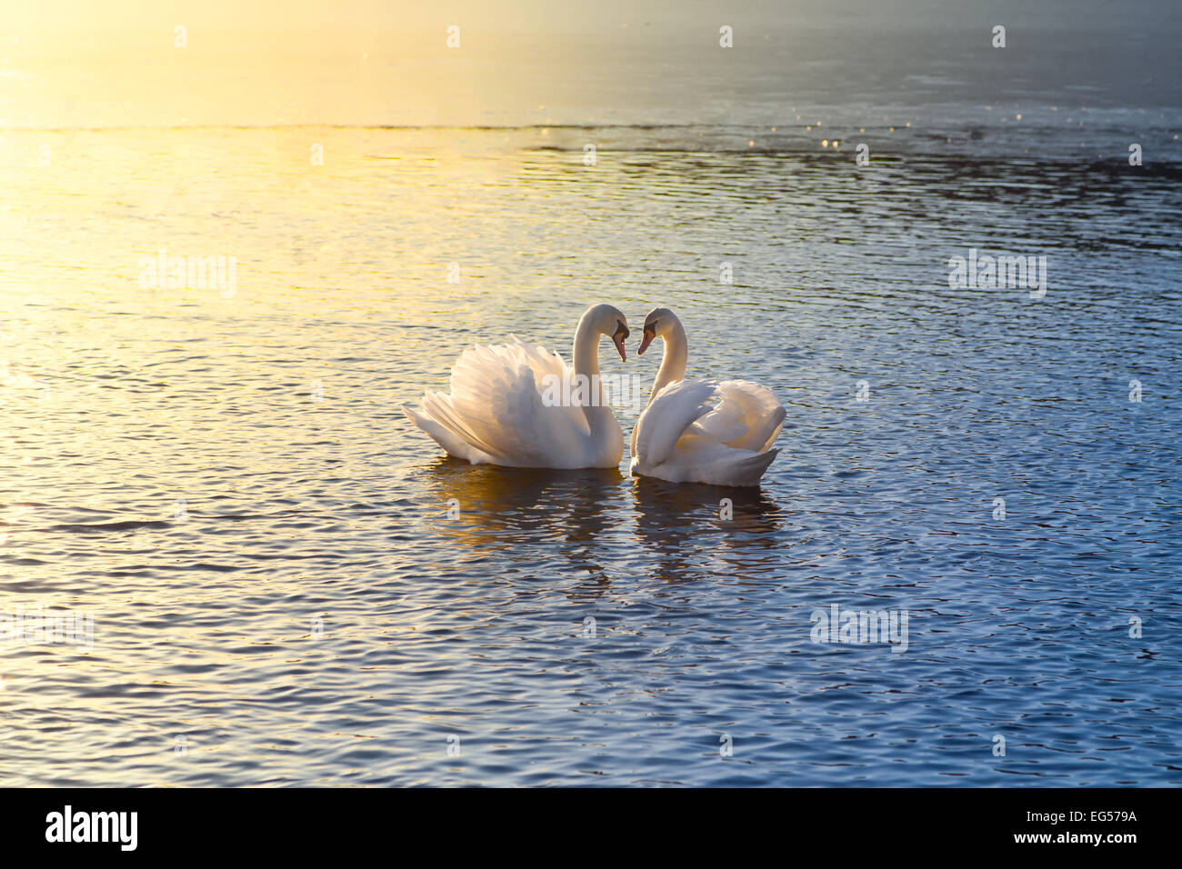 A picture of two swans forming a heart during sundown Stock Photo