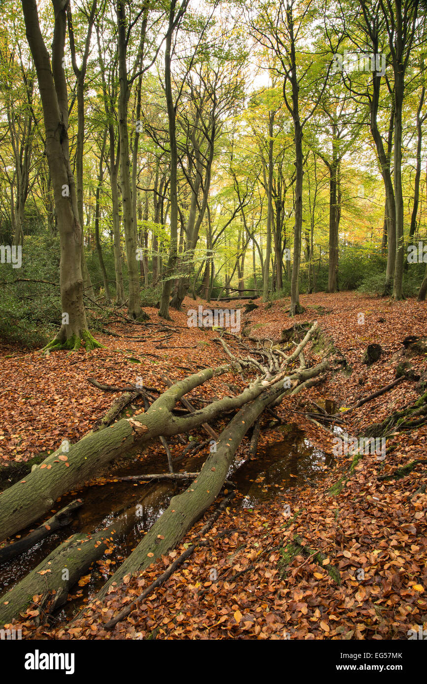 Beautiful vibrant Autumn Fall colors in forest landscape Stock Photo ...